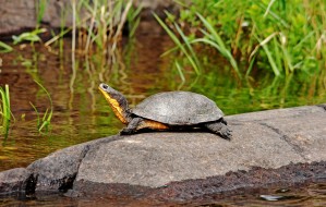 Basking Blandings Turtle